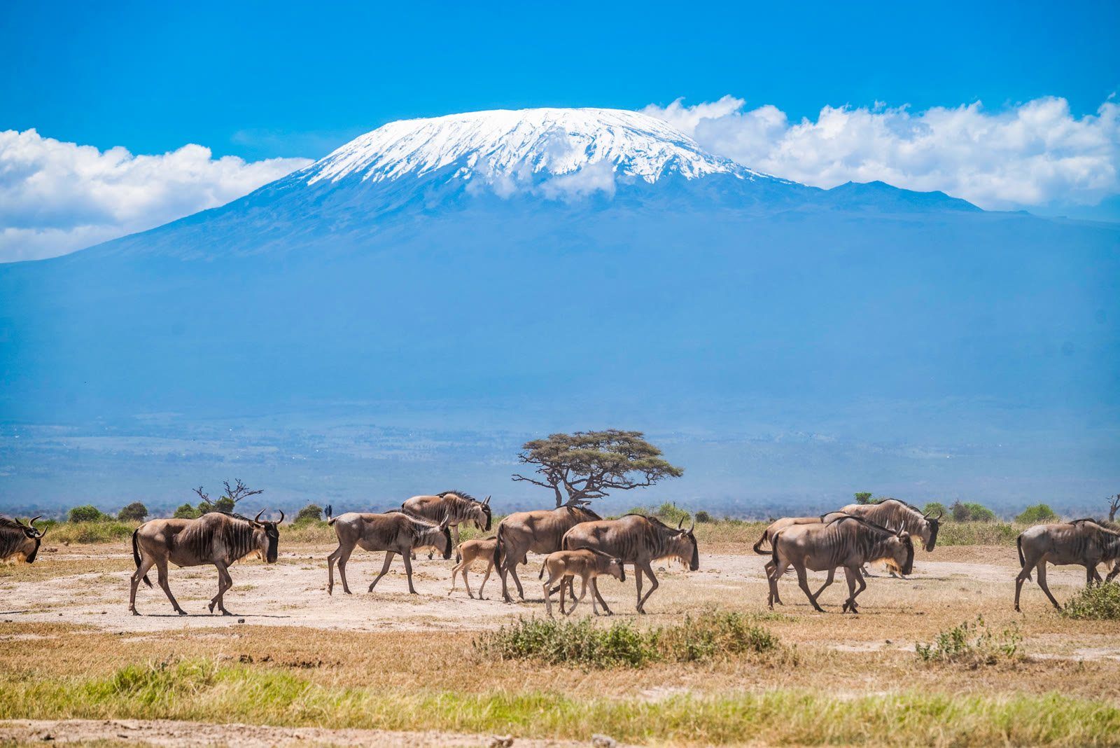 State of Conservancies 2026 Report